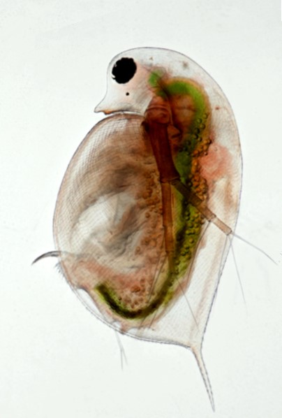Daphnia prise au microscope inversé