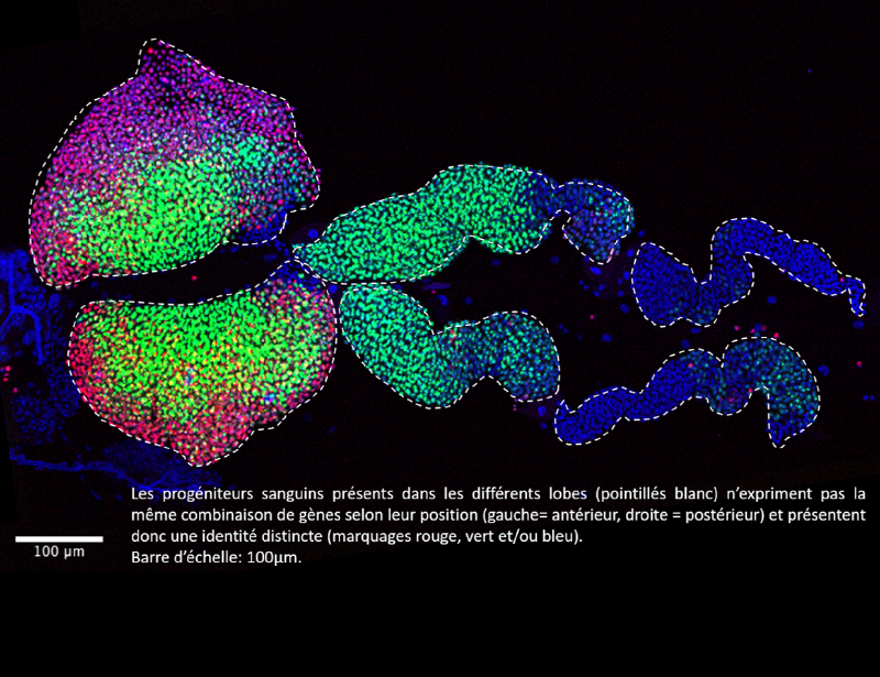 Image de l’organe hématopoïétique de la larve de drosophile vu au microscope à fluorescence